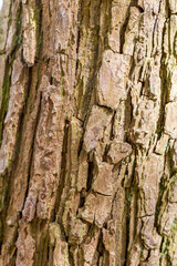 Pine Tree Bark Close Up Background