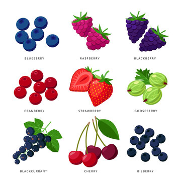 Popular berries set of icons, vector illustration in flat design isolated on white background.