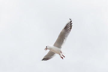 Seagull eating in flight sur un ciel clair