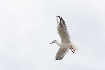 Obraz premium Seagull in flight on a clear sky