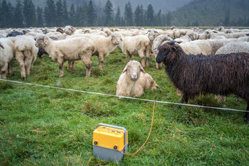 Wypas owiec,  Tatry © pracowniaimago.pl