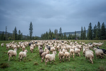 Wypas owiec,  Tatry