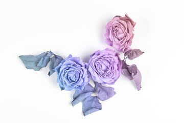 floral concept. roses close-up on a white background. minimalistic wedding arrangement. flowers painted in unusual pastel colors. flat lay, top view