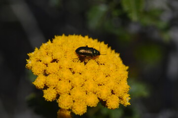 beetle on yellow flower