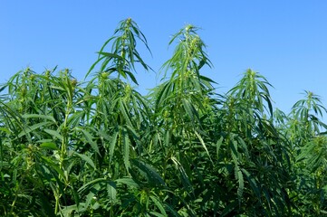 Champ de chanvre dans l'Aube