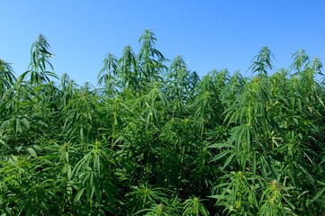 Champ de chanvre dans l'Aube