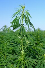 Champ de chanvre dans l'Aube