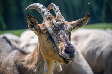 Wypas owiec,  Tatry © pracowniaimago.pl