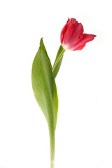Red tulip with leave isolated on white background