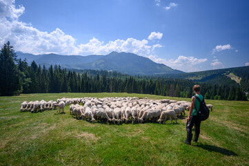 Wypas owiec,  Tatry - obrazy, fototapety, plakaty
