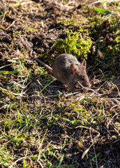 Feldmaus Nagetiere auf einer Wiese