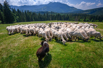 Wypas owiec,  Tatry - obrazy, fototapety, plakaty