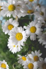 Fresh bouquet of daisies. Close-up. Background and texture.