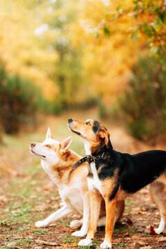 Adorable domestic mongrel dogs standing on narrow footpath covered with fallen leaves in autumn park and looking away with interest