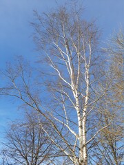 Birch and winter blue sky