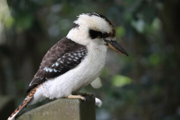 spotted woodpecker