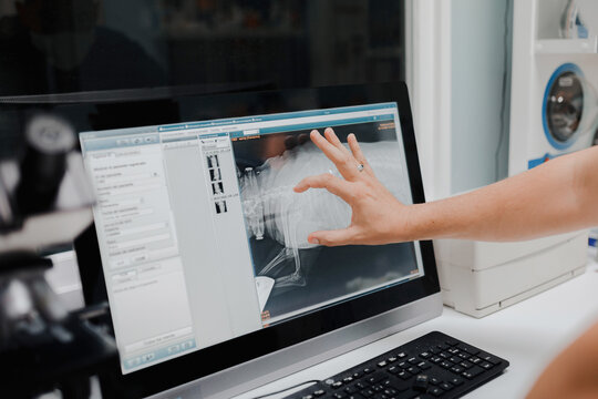 Crop anonymous veterinarian showing X ray image on computer screen while working in lab