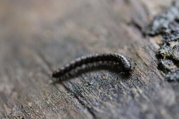 caterpillar on a tree