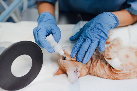 From above of crop anonymous vet doctor in sterile gloves putting in eye drops from bottle to animal patient in clinic