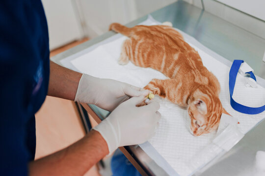 From above of crop anonymous veterinarian in sterile gloves putting drop counter piece on paw of animal patient in hospital