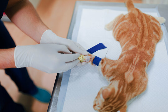 From above of crop anonymous veterinarian in sterile gloves putting drop counter piece on paw of animal patient in hospital