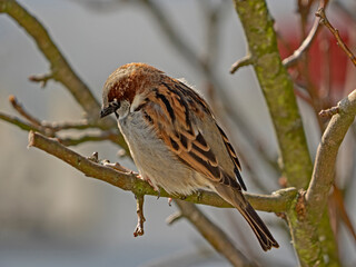 House sparrow, Haussperling (Passer domesticus)