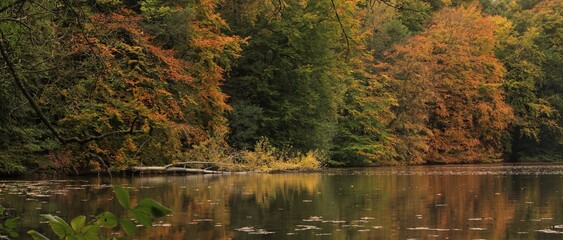 Wald See Herbst Banner