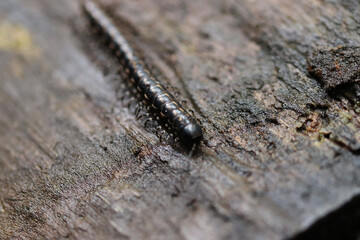 caterpillar on a leaf