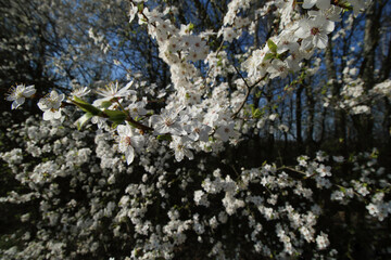 mirabelka, kwiaty, krzew, białe kwiaty, kwiaty mirabelki, wiosna, kwitnąca mirabelka, wieś, kwitnące krzewy, pączki kwiatów, © Lula4ever