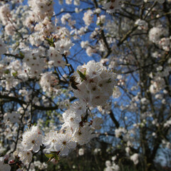 mirabelka, kwiaty, krzew, białe kwiaty, kwiaty mirabelki, wiosna, kwitnąca mirabelka, wieś, kwitnące krzewy, pączki kwiatów, © Lula4ever