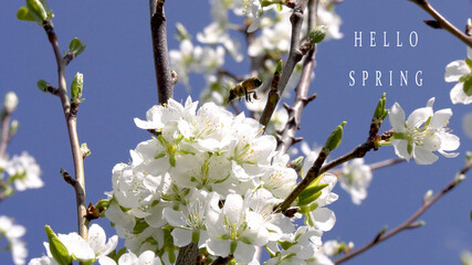 cherry tree blossom symbol of spring with hello spring text , spring equinox concept