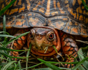 Male Eastern Box turtle. State Reptile for North Carolina