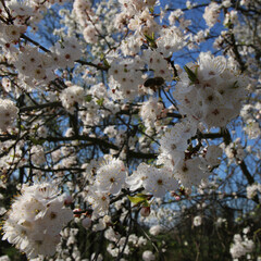 mirabelka, kwiaty, krzew, białe kwiaty, kwiaty mirabelki, wiosna, kwitnąca mirabelka, wieś, kwitnące, pszczoła , insekt, krzewy, pączki kwiatów, © Lula4ever