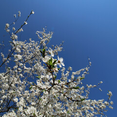 mirabelka, kwiaty, krzew, białe kwiaty, kwiaty mirabelki, wiosna, kwitnąca mirabelka, wieś, kwitnące krzewy, pączki kwiatów, © Lula4ever