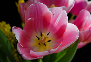Obraz na płótnie Canvas closeup of pink tulip