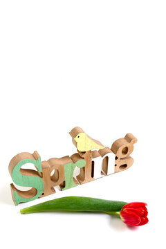 Wooden word Spring and red tulip on a white background. Isolate. Place for your text. Copy space. High quality photo