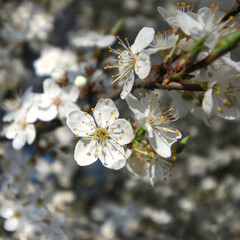 mirabelka, kwiaty, krzew, białe kwiaty, kwiaty mirabelki, wiosna, kwitnąca mirabelka, wieś, kwitnące krzewy, pączki kwiatów, © Lula4ever
