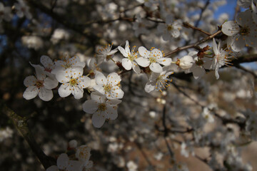mirabelka, kwiaty, krzew, białe kwiaty, kwiaty mirabelki, wiosna, kwitnąca mirabelka, wieś, kwitnące krzewy, pączki kwiatów, © Lula4ever
