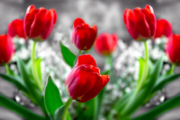 Red tulips in a glass vase on a gray background. Close up. High quality photo