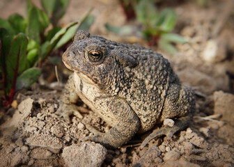 common toad sitting in garden dirt close-up