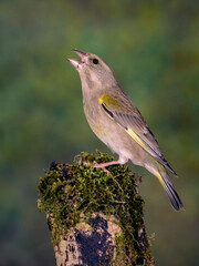 VERDERON CHLORIS CHLORIS