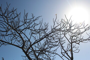 stripped tree branches in the date time 