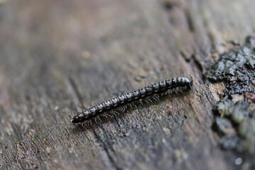 caterpillar on a leaf