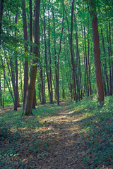 Panorama of green spring forest in vertical orientation