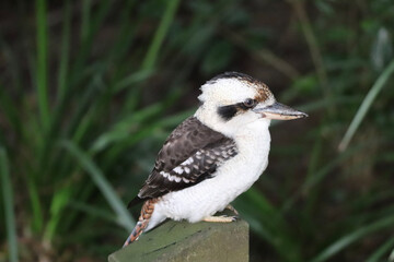 great crested cormorant