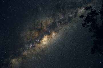 Milky way with silhouette from tree