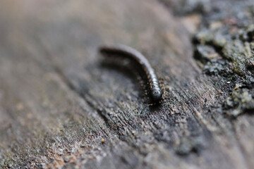 lizard on a tree