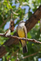 yellow and brown flycatcher bird perched on a tree branch