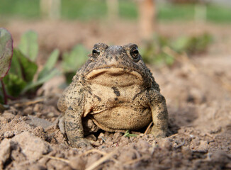 common toad sitting in garden dirt looking at camera