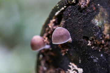 Obraz premium macro of a fly